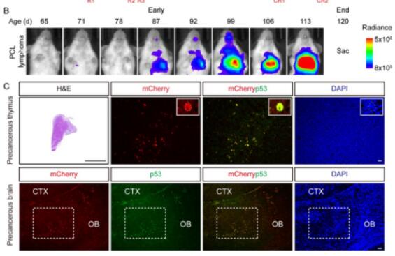 我院汪源研究员团队在Nature Cancer发文：开发突变p53可视化系统实现病理正常组织微量癌前细胞的示踪和靶向——点亮肿瘤早期演进的黑匣子